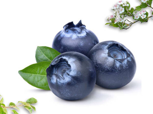 Dried Blueberry