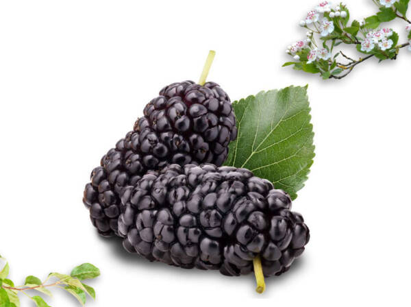 Dried Mulberry