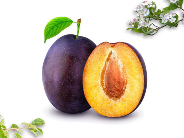 Dried Plum